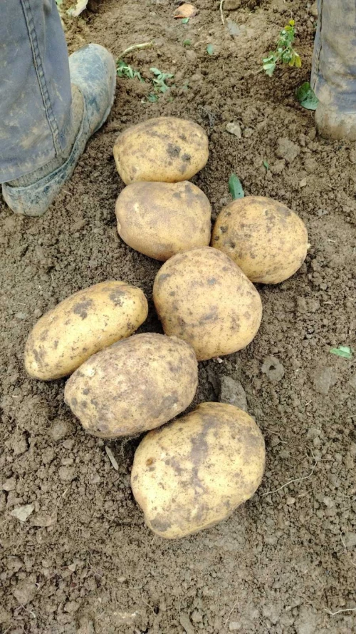 Cene i oglasi na pijacama