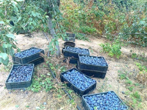 Cene i oglasi na pijacama