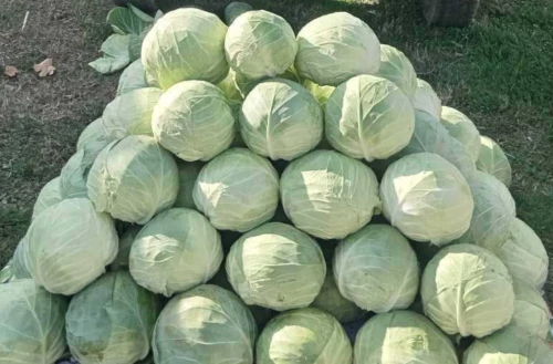 Cene i oglasi na pijacama