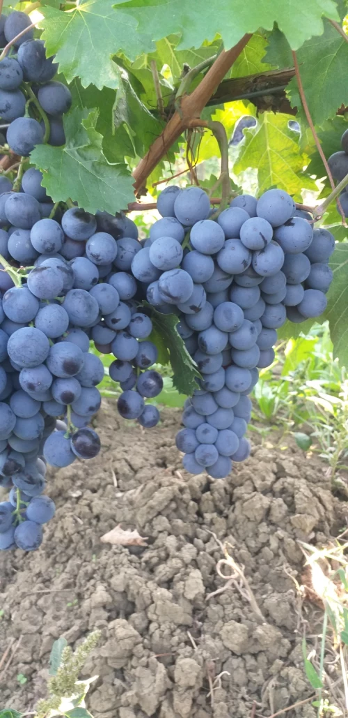 Cene i oglasi na pijacama