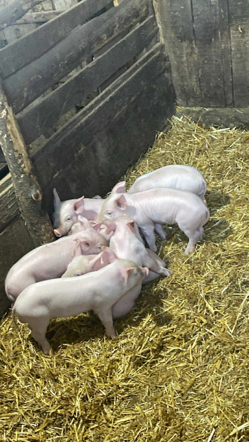 Cene i oglasi na pijacama