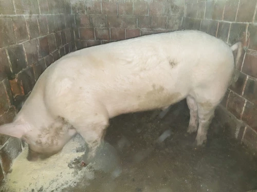 Cene i oglasi na pijacama