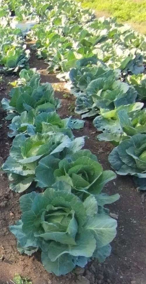 Cene i oglasi na pijacama