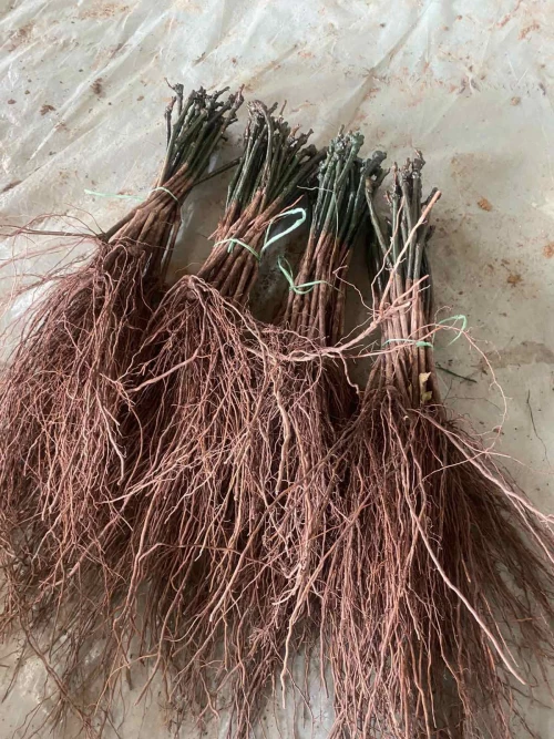 Cene i oglasi na pijacama