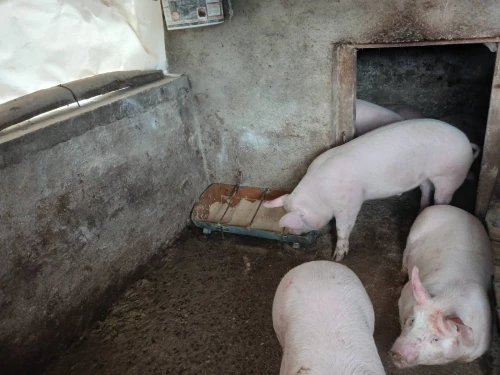 Cene i oglasi na pijacama