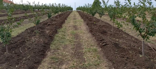 Cene i oglasi na pijacama