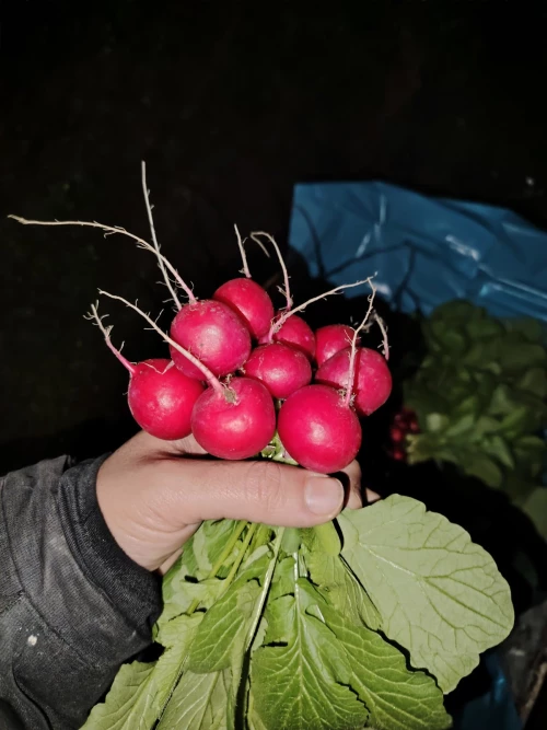 Cene i oglasi na pijacama