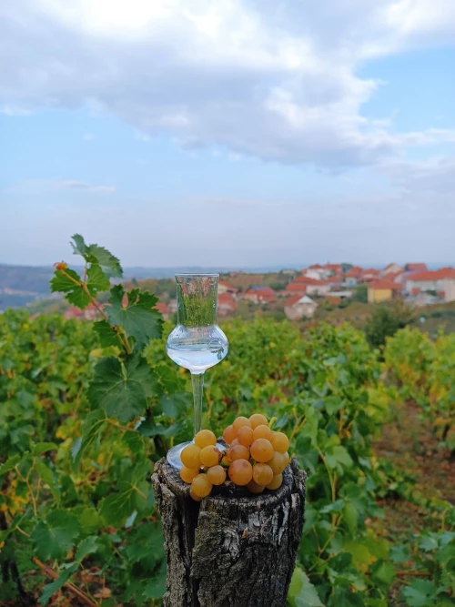 Cene i oglasi na pijacama