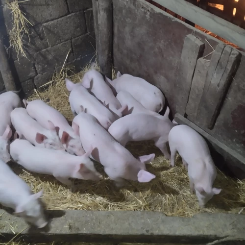 Cene i oglasi na pijacama