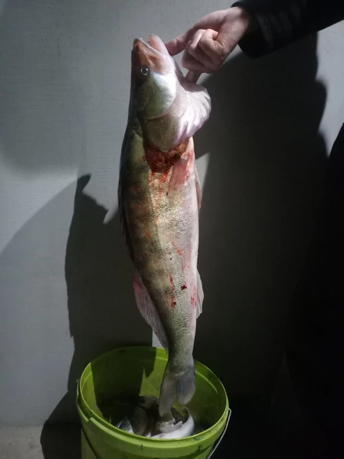 Cene i oglasi na pijacama