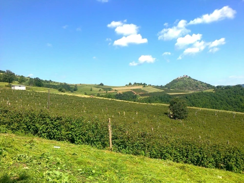 Cene i oglasi na pijacama