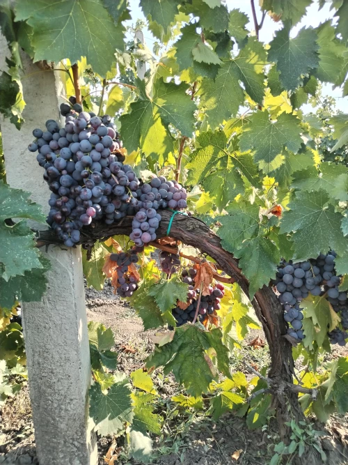 Cene i oglasi na pijacama