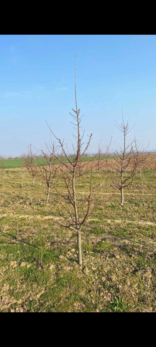 Cene i oglasi na pijacama
