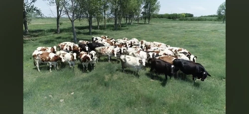 Cene i oglasi na pijacama