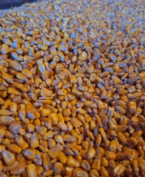 Cene i oglasi na pijacama