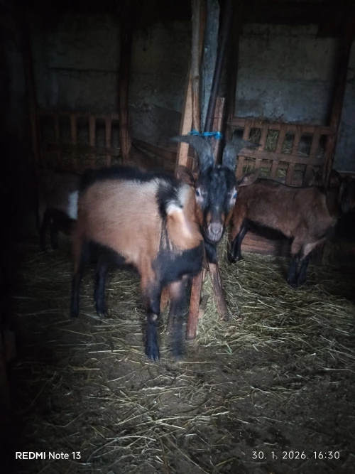 Cene i oglasi na pijacama