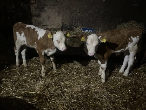 Cene i oglasi na pijacama