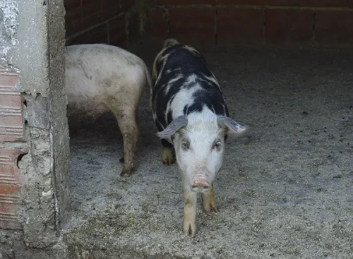 Cene i oglasi na pijacama