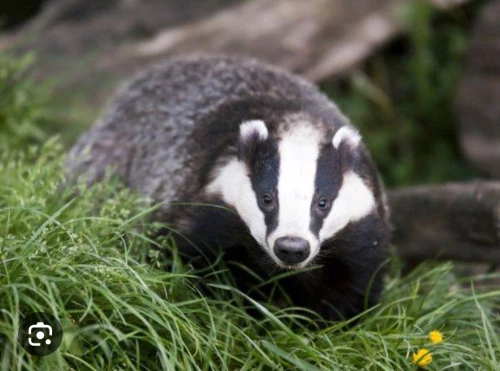 Cene i oglasi na pijacama