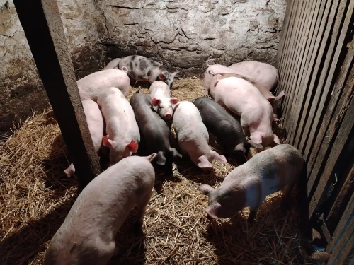 Cene i oglasi na pijacama