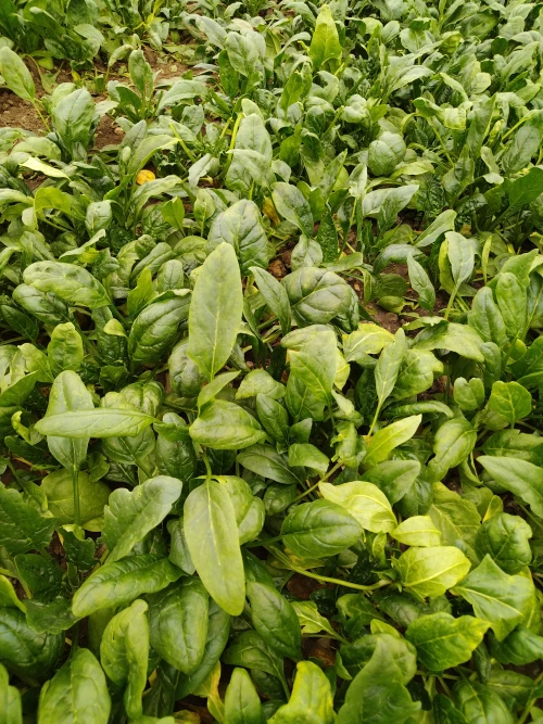 Cene i oglasi na pijacama