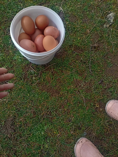 Cene i oglasi na pijacama