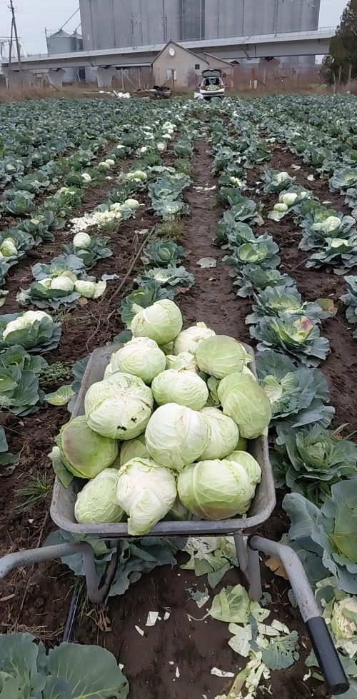 Cene i oglasi na pijacama