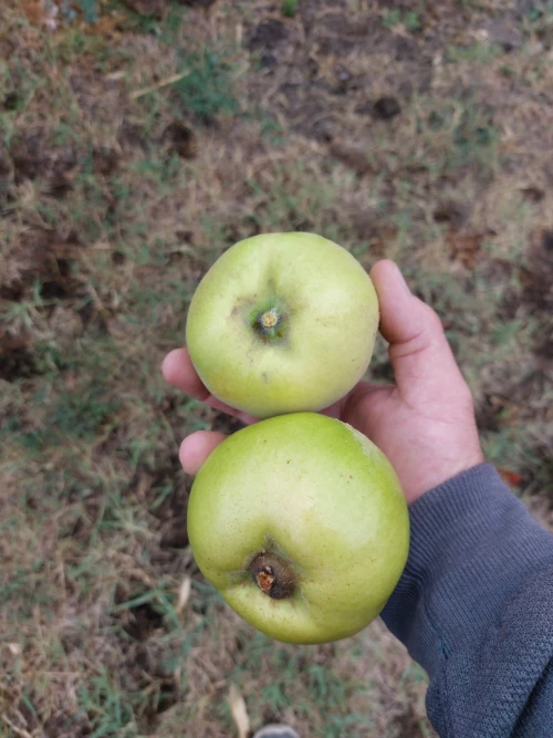 Cene i oglasi na pijacama
