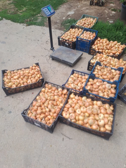 Cene i oglasi na pijacama