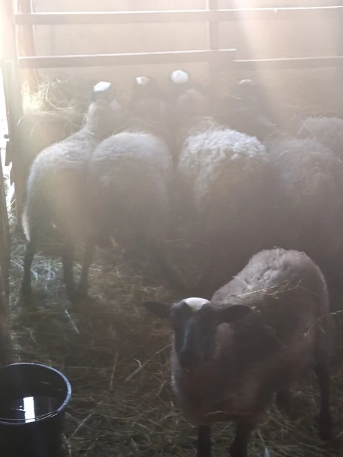 Cene i oglasi na pijacama