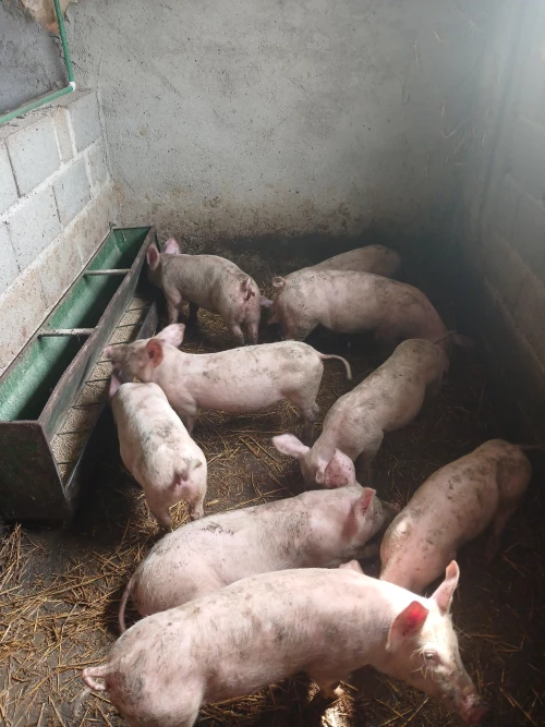 Cene i oglasi na pijacama