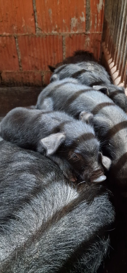 Cene i oglasi na pijacama