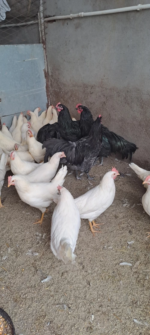 Cene i oglasi na pijacama